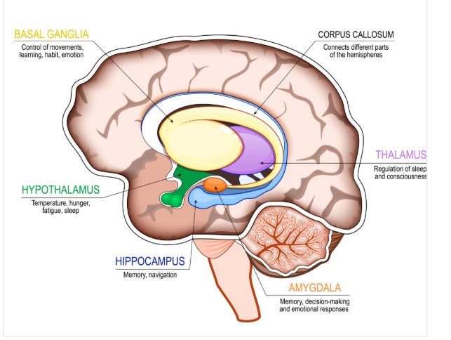 Illustration des limbischen Systems und der Amygdala-Reaktion bei Werbereizen. Damit arbeiten die Psychotricks der Werbung.